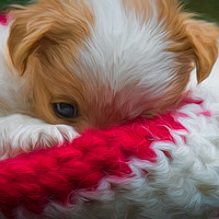 Buy canvas prints of Puppy wrapped in wooly hat by Alan Tunnicliffe