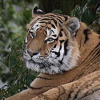 Buy canvas prints of Amur tiger by Alan Tunnicliffe