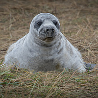 Buy canvas prints of Grey seal pup by Alan Tunnicliffe