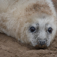 Buy canvas prints of grey seal pup by Alan Tunnicliffe