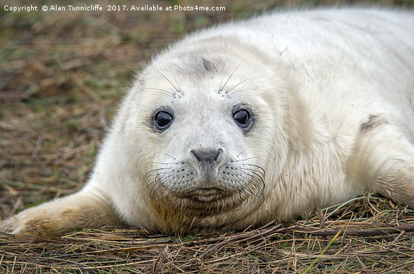 Very young grey seal pup Picture Board by Alan Tunnicliffe