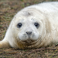 Buy canvas prints of Very young grey seal pup by Alan Tunnicliffe