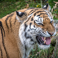 Buy canvas prints of Smiling tiger by Alan Tunnicliffe