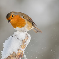 Buy canvas prints of Robin in the snow by Alan Tunnicliffe
