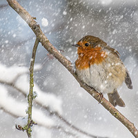 Buy canvas prints of Robin in the snow by Alan Tunnicliffe