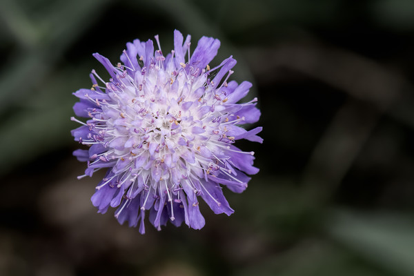 devil's bit scabious Picture Board by Alan Tunnicliffe
