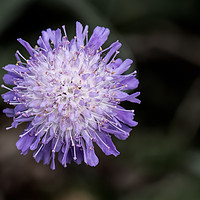 Buy canvas prints of devil's bit scabious by Alan Tunnicliffe