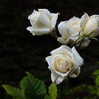 Buy canvas prints of white roses by Alan Tunnicliffe