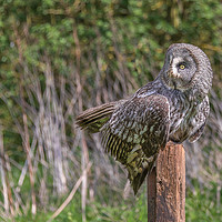 Buy canvas prints of Great grey owl by Alan Tunnicliffe