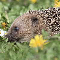 Buy canvas prints of Nosey hedgehog by Alan Tunnicliffe