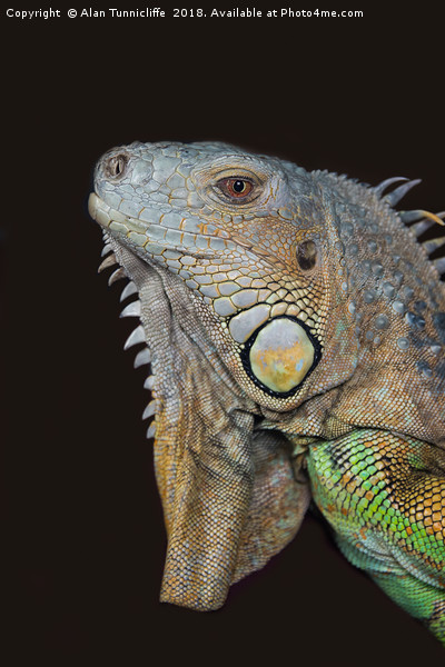 Close up of an iguana Picture Board by Alan Tunnicliffe