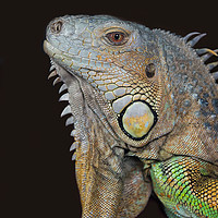 Buy canvas prints of Close up of an iguana by Alan Tunnicliffe