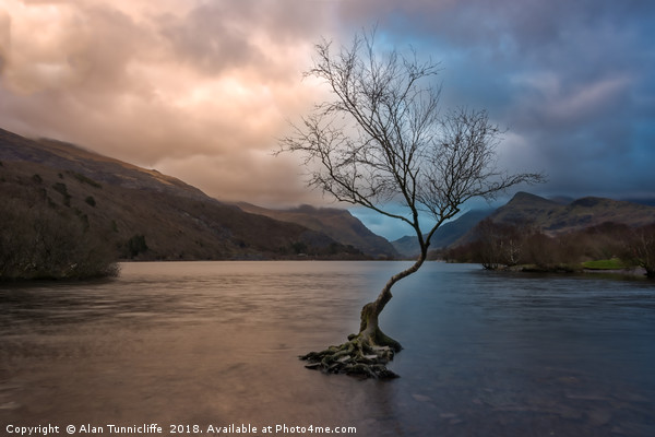 The lone tree Picture Board by Alan Tunnicliffe
