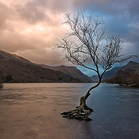 Buy canvas prints of The lone tree by Alan Tunnicliffe