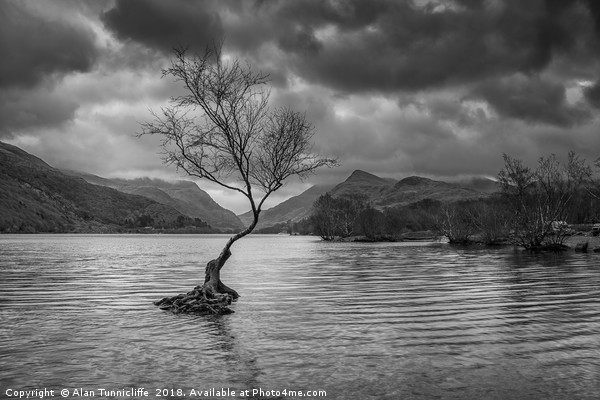 The lone tree in mono Picture Board by Alan Tunnicliffe