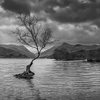 Buy canvas prints of The lone tree in mono by Alan Tunnicliffe