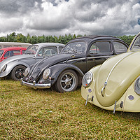 Buy canvas prints of Vintage Volkswagen Beetles Showcased by Alan Tunnicliffe