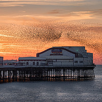 Buy canvas prints of Starlings murmuration by Alan Tunnicliffe