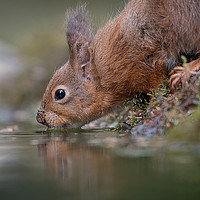 Buy canvas prints of Refreshing Red Squirrel by Alan Tunnicliffe