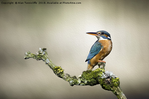 Kingfisher with oil painting effect Picture Board by Alan Tunnicliffe