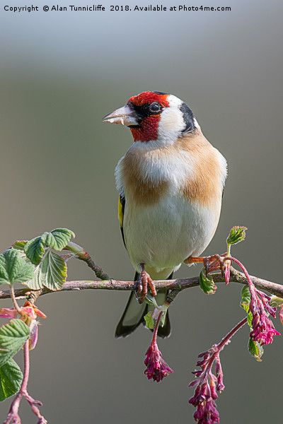 Portrait of a goldfinch Picture Board by Alan Tunnicliffe
