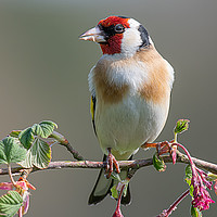 Buy canvas prints of Portrait of a goldfinch by Alan Tunnicliffe
