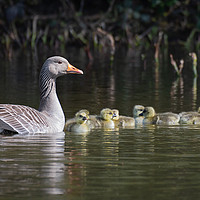 Buy canvas prints of Mother goose and goslings by Alan Tunnicliffe