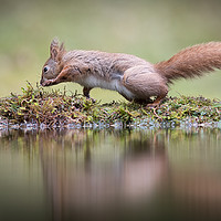 Buy canvas prints of Red squirrel dancing by Alan Tunnicliffe