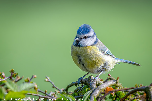 Portrait of a blue tit Picture Board by Alan Tunnicliffe