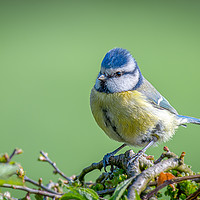 Buy canvas prints of Portrait of a blue tit by Alan Tunnicliffe