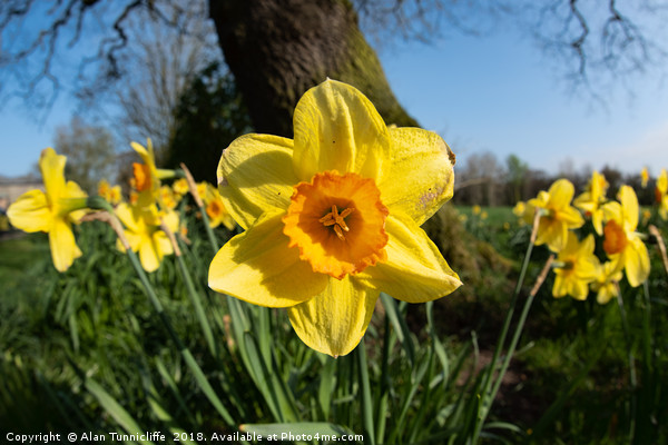 Daffodils in the sun Picture Board by Alan Tunnicliffe