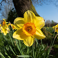 Buy canvas prints of Daffodils in the sun by Alan Tunnicliffe