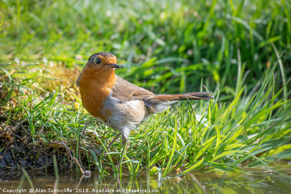 Portrait of a robin Picture Board by Alan Tunnicliffe