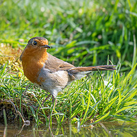 Buy canvas prints of Portrait of a robin by Alan Tunnicliffe