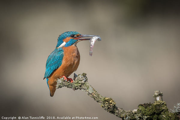 Kingfisher with catch Picture Board by Alan Tunnicliffe