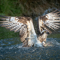 Buy canvas prints of Osprey with catch by Alan Tunnicliffe