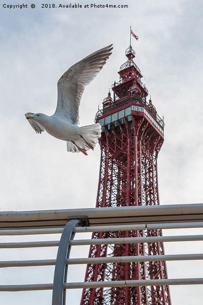 Seagull and Blackpool tower Picture Board by Alan Tunnicliffe