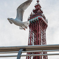 Buy canvas prints of Seagull and Blackpool tower by Alan Tunnicliffe