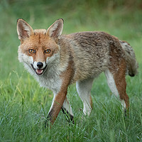 Buy canvas prints of Red Fox by Alan Tunnicliffe