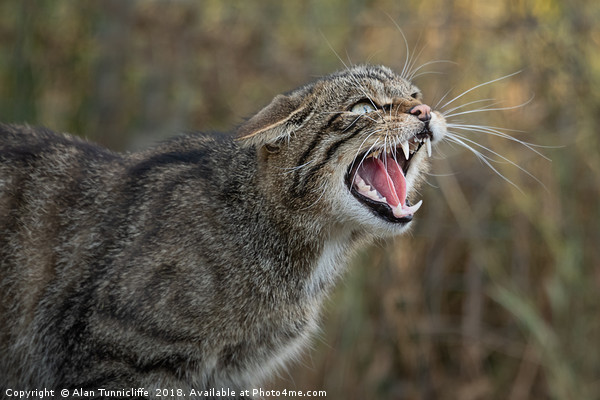 Scottish wild cat Picture Board by Alan Tunnicliffe