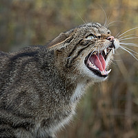 Buy canvas prints of Scottish wild cat by Alan Tunnicliffe