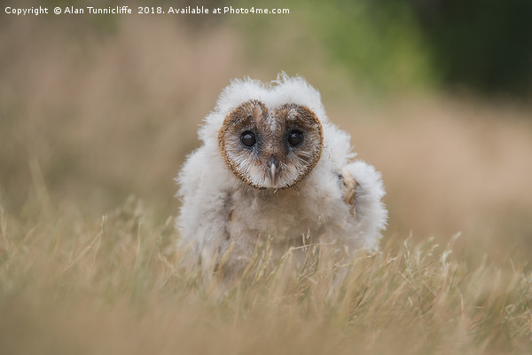 Very young barn owl Picture Board by Alan Tunnicliffe