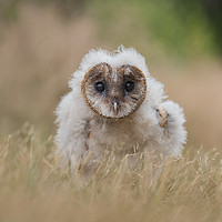 Buy canvas prints of Very young barn owl by Alan Tunnicliffe