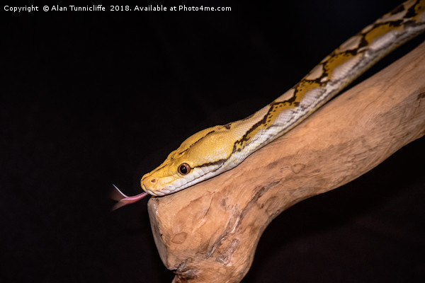 Orange glow reticulated python. (Python reticulatu Picture Board by Alan Tunnicliffe