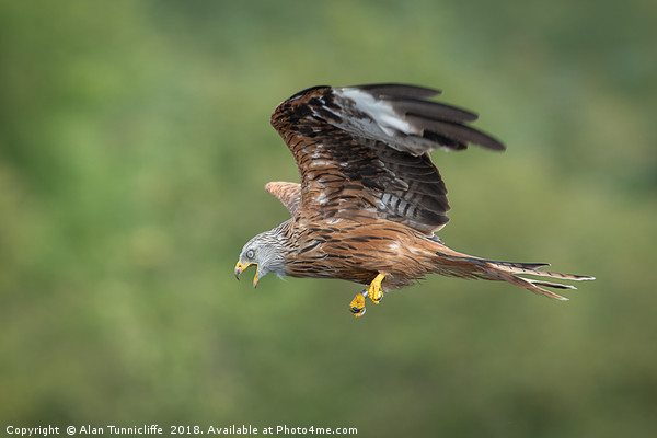 Red kite in flight Picture Board by Alan Tunnicliffe