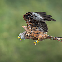 Buy canvas prints of Red kite in flight by Alan Tunnicliffe