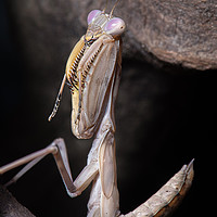 Buy canvas prints of Close up of a mantis by Alan Tunnicliffe