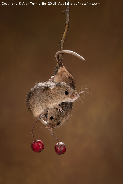 Harvest mice Picture Board by Alan Tunnicliffe