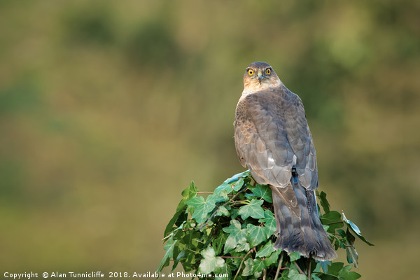 Female sparrowhawk Picture Board by Alan Tunnicliffe