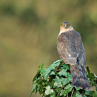 Buy canvas prints of Female sparrowhawk by Alan Tunnicliffe